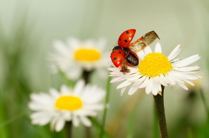 Надежда Гайдаш | Донецк