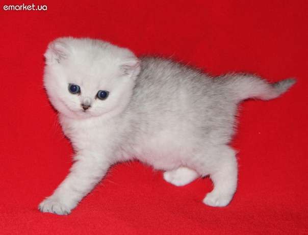 Елена Кобенко | Киев