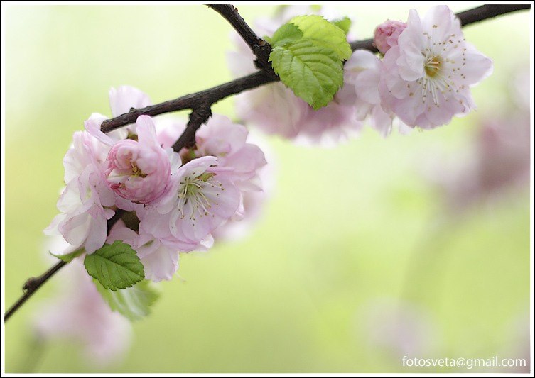 Лиза Кузнецова | Ростов-на-Дону