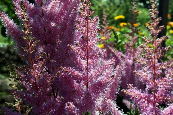 №19, Татьяна Старикова №19, Татьяна Старикова