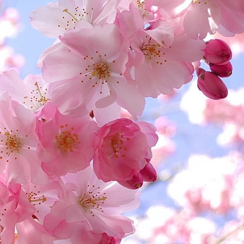 Елена Леона | Санкт-Петербург