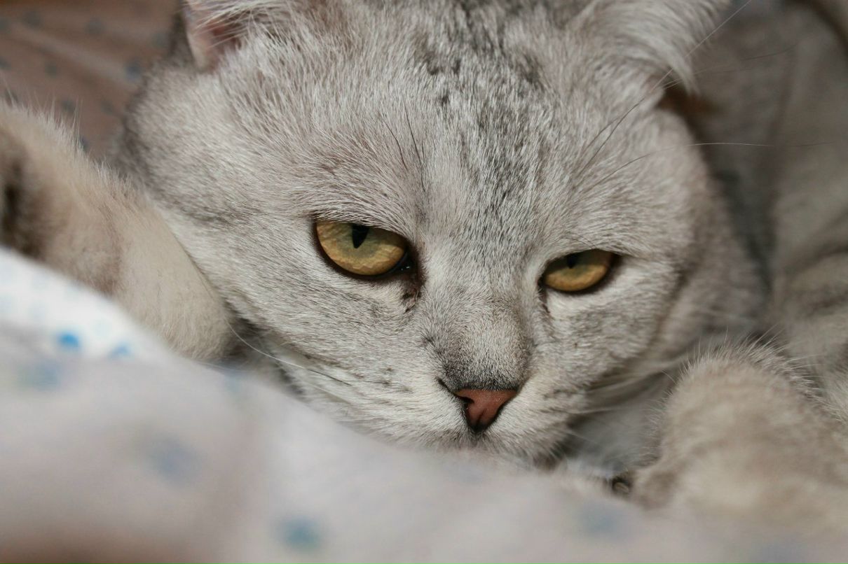 Александр Морозов | Москва