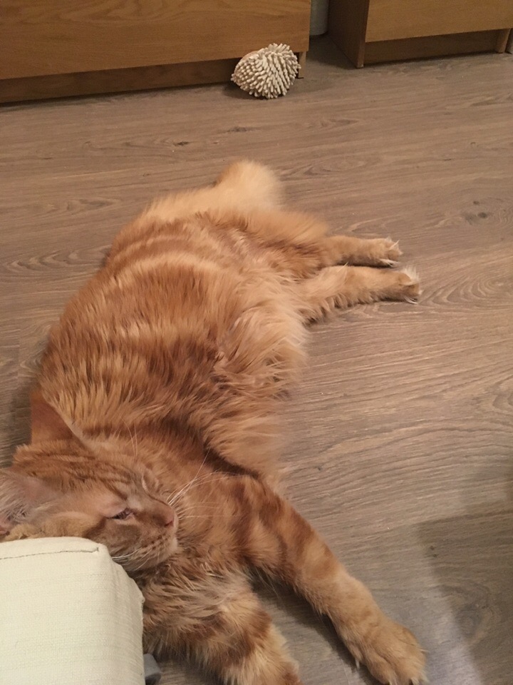 Кошки в нашей жизни. Кошки и все, что с ними связано.