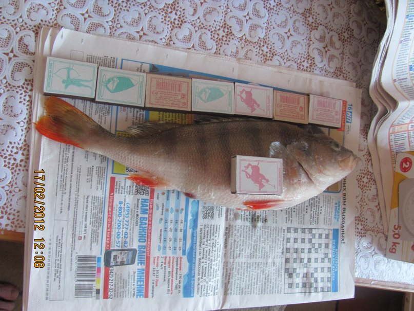 Николай Толмачёв | Пермь