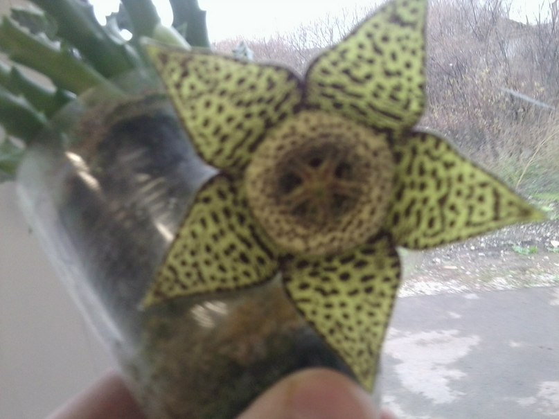 Мария Шицына | Пермь