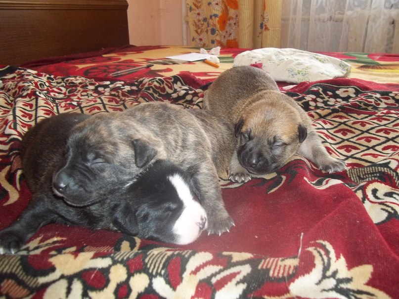 Сергій Дякунович | Сосновка