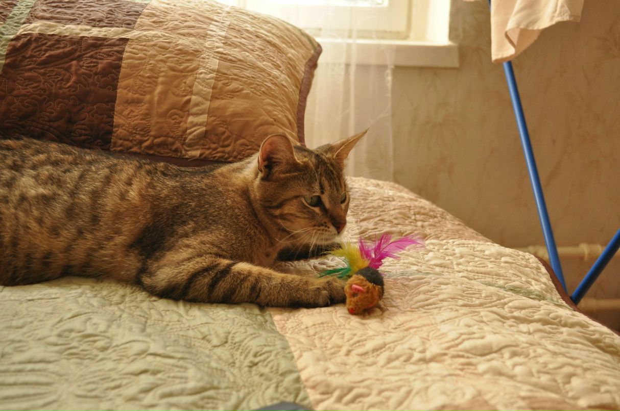 Константин Рагулин | Москва