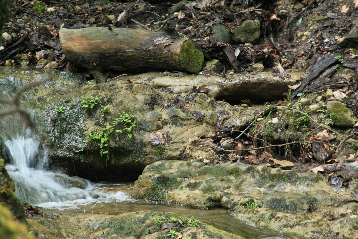 Ronald Shipitsyn | Беэр Шева