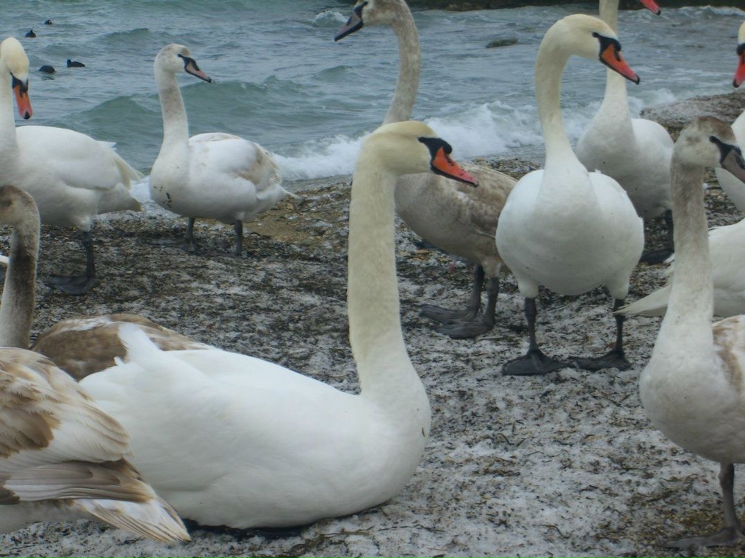 Петр Михалюк | Феодосия