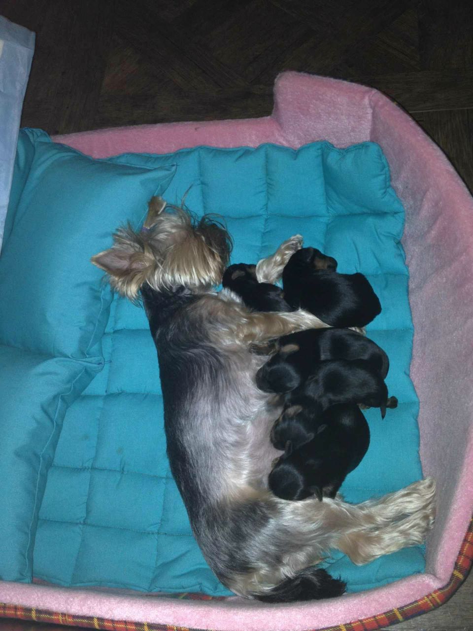 Светлана Шарандо | 