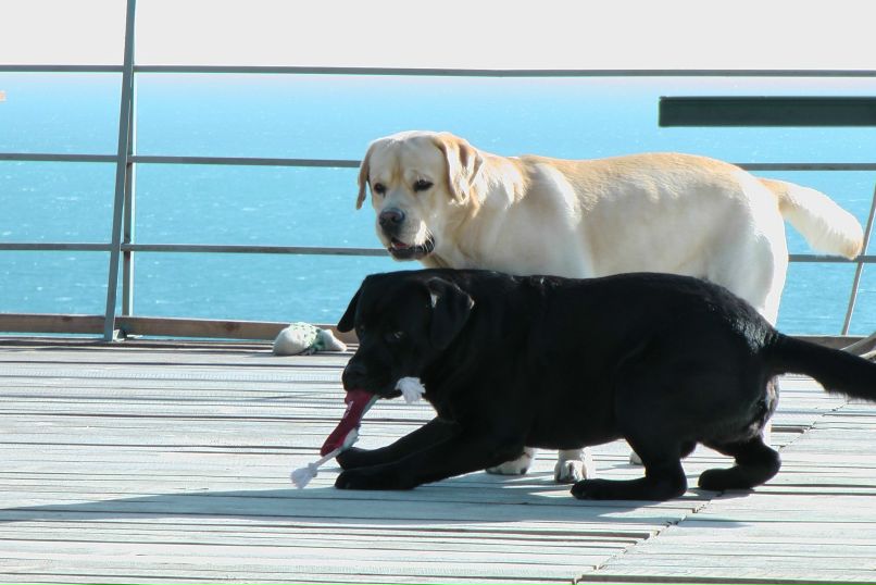 Виктория Аношенко | Ялта