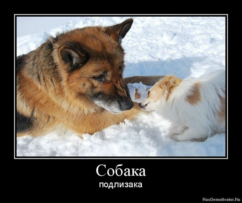 Алексей Шихирин Professuro | Москва