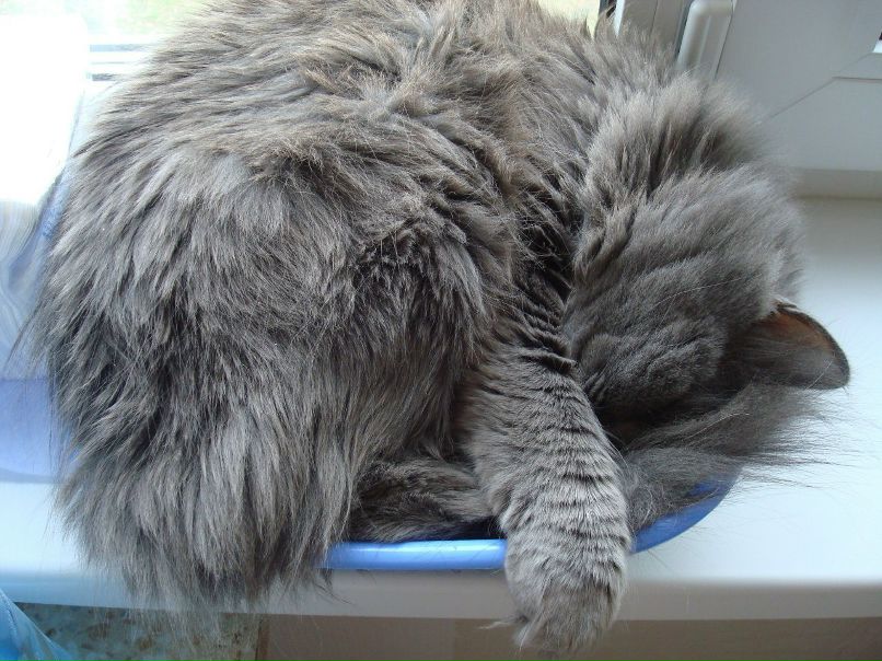 A.a. Zverev | Санкт-Петербург