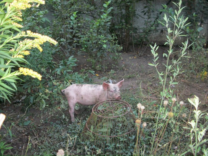 Виталий Самойленко | Никополь