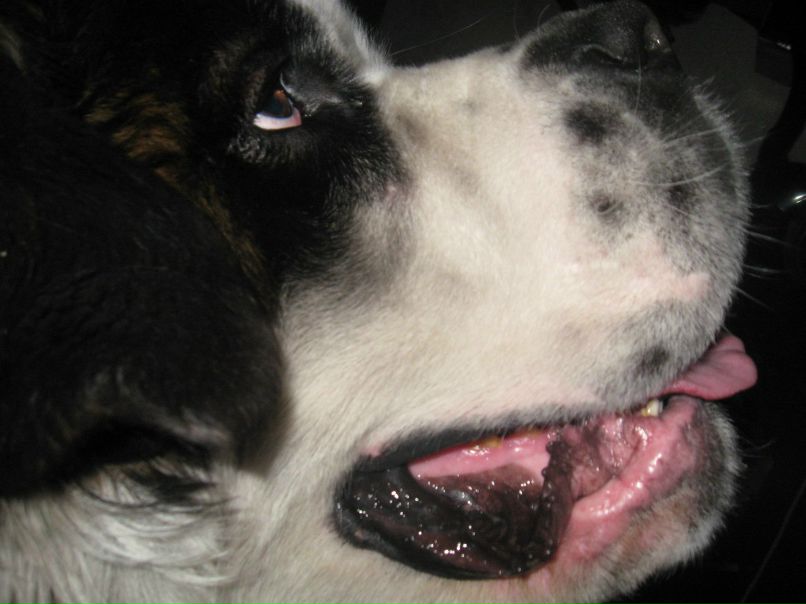 Ванек Петрикей | Чернигов