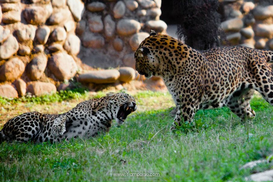 №44, Александр Ямпольский, Минск №44, Александр Ямпольский, Минск