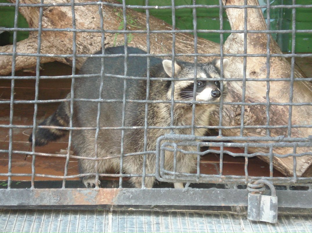 Саша Швабовский | Киев