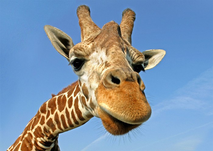 Дмитрий Петерфи Вадимович | Мохсоголлох