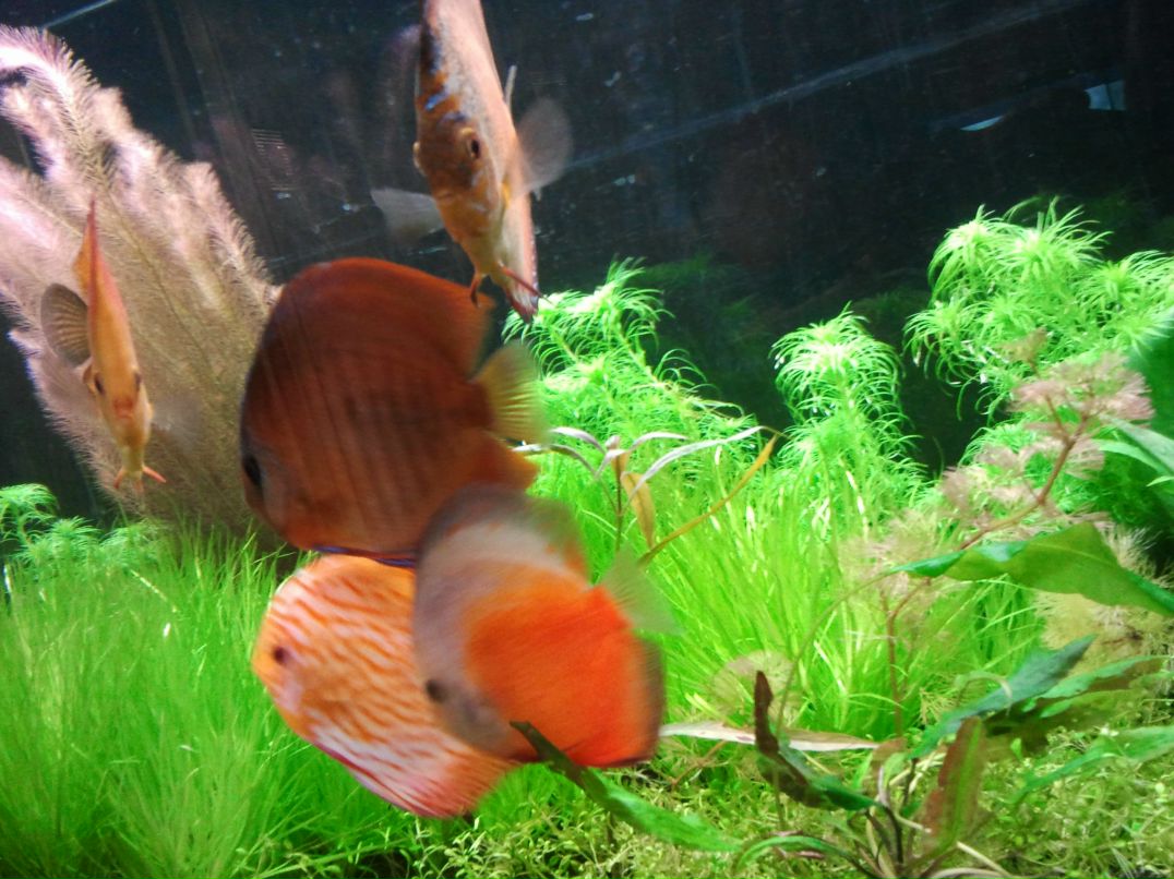 Алексей Гояев DISKYS | Мурманск