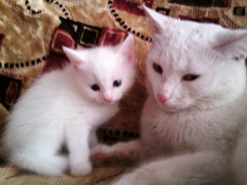 Елена Швецова | Арзамас