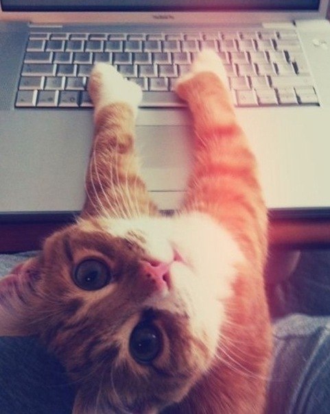 Александр Новак | Ровно