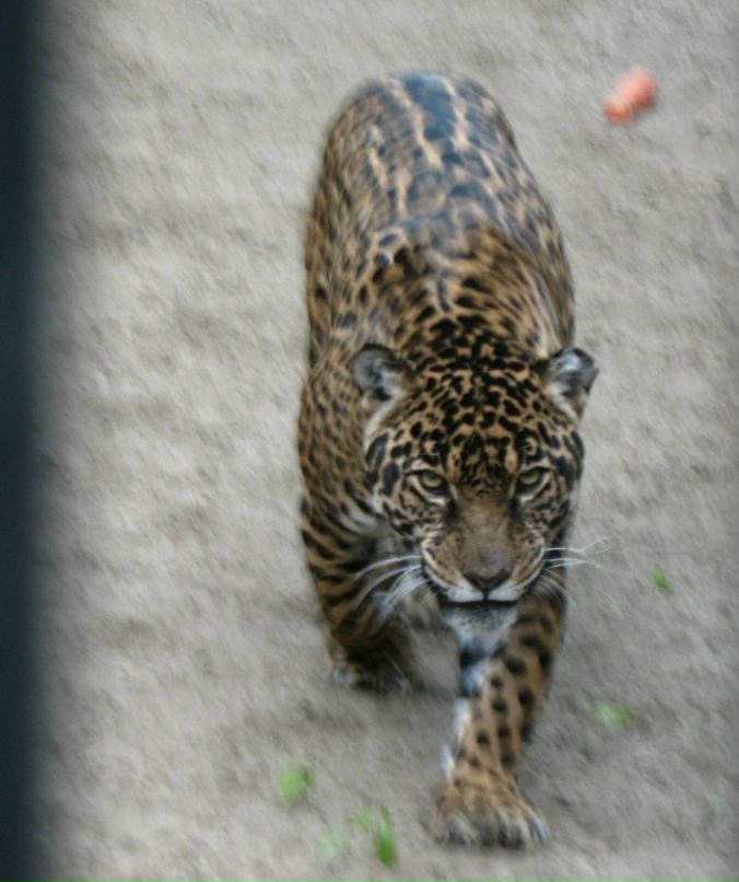 Пантелей Тюков | Новосибирск