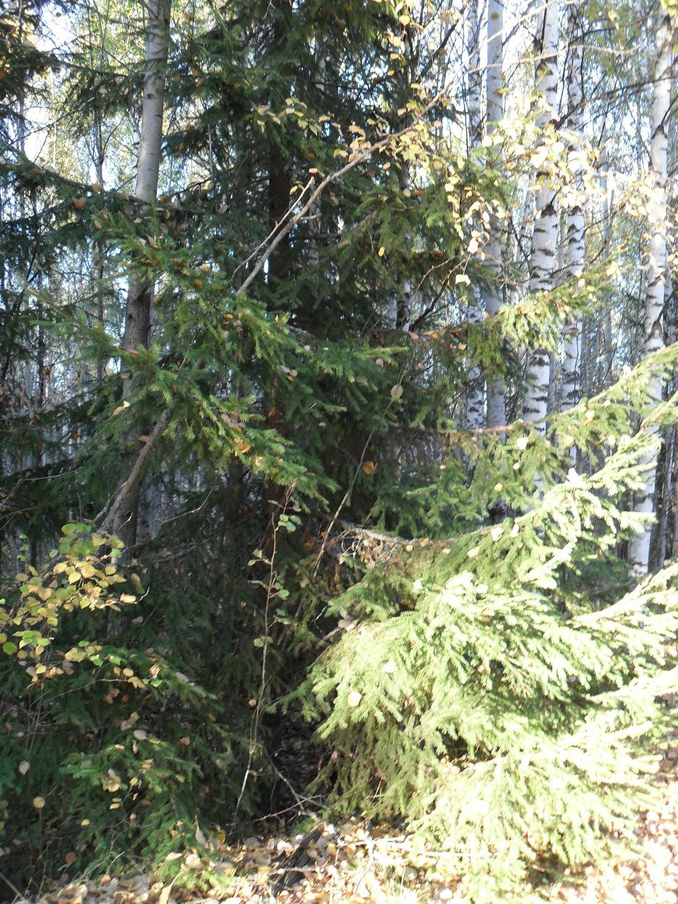 Анна Сухарева | Череповец