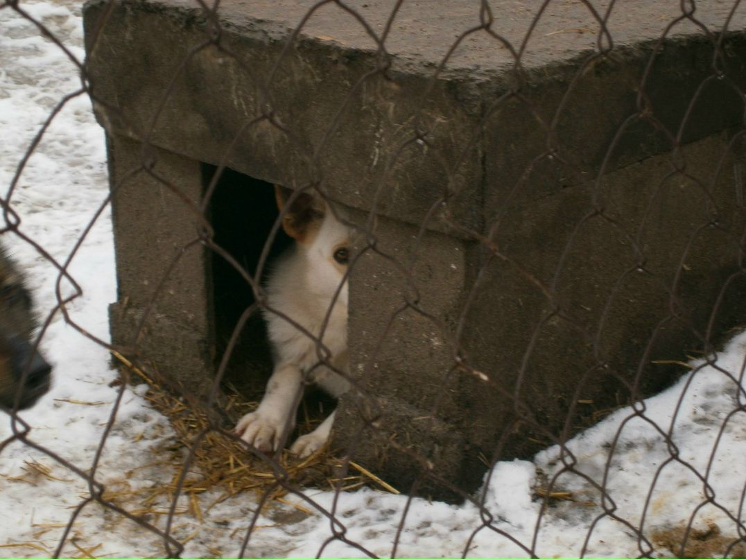 Олександр Брижко | Киев