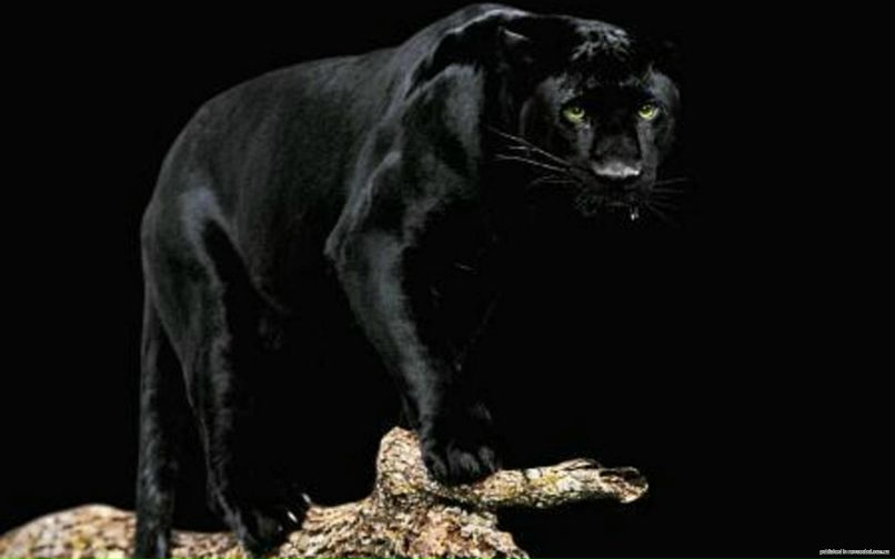 Екатерина Колдомова | Пермь