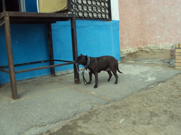 №12, Андрей Протченко, Волгодонск №12, Андрей Протченко, Волгодонск