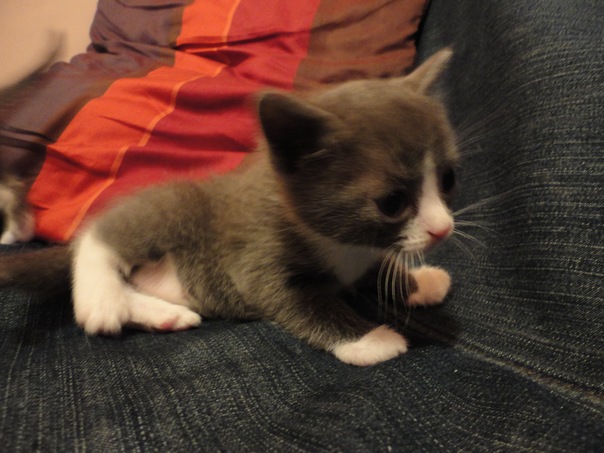 №55, Маргарита Хоменко, 25.1.1988, Новосибирск №55, Маргарита Хоменко, 25.1.1988, Новосибирск