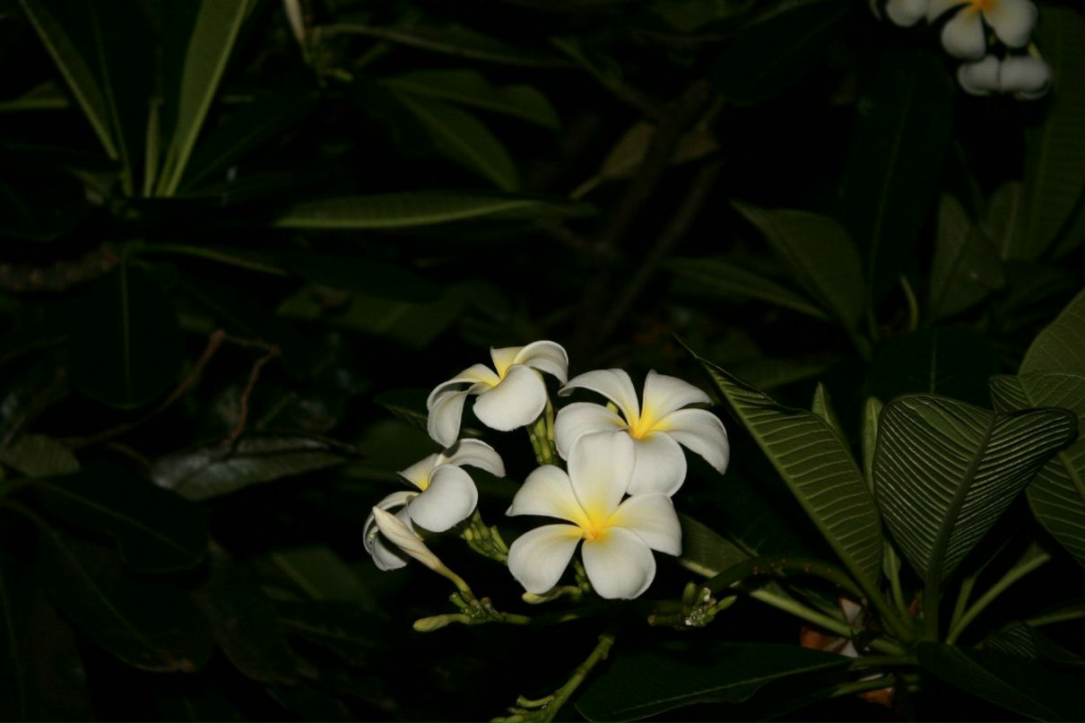 Алёна Облаухова | Москва