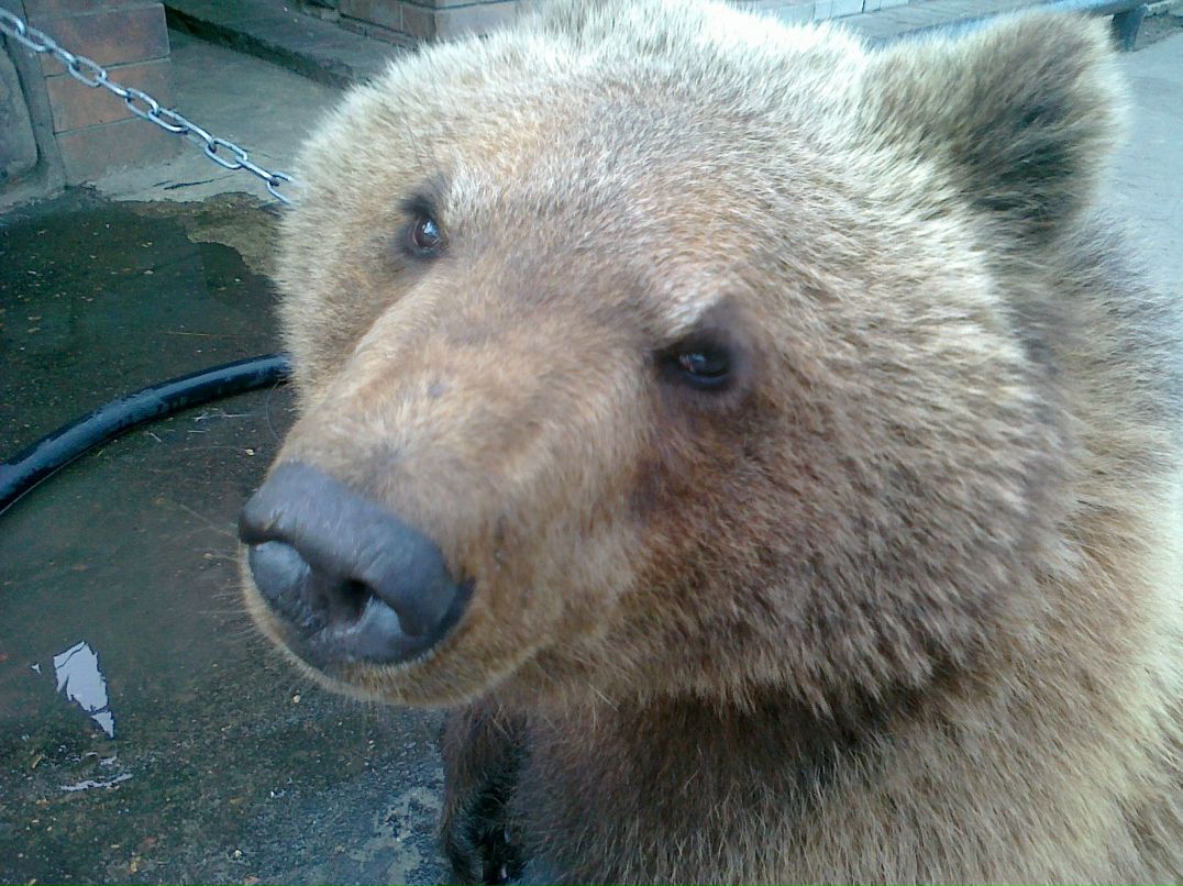 Антон Сахаров | Нифантово