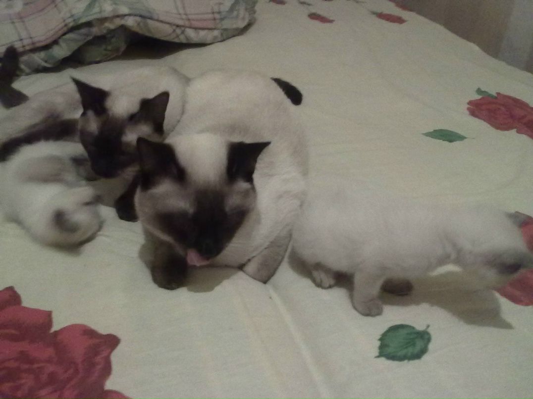 Андрей Рыжков | Colombo