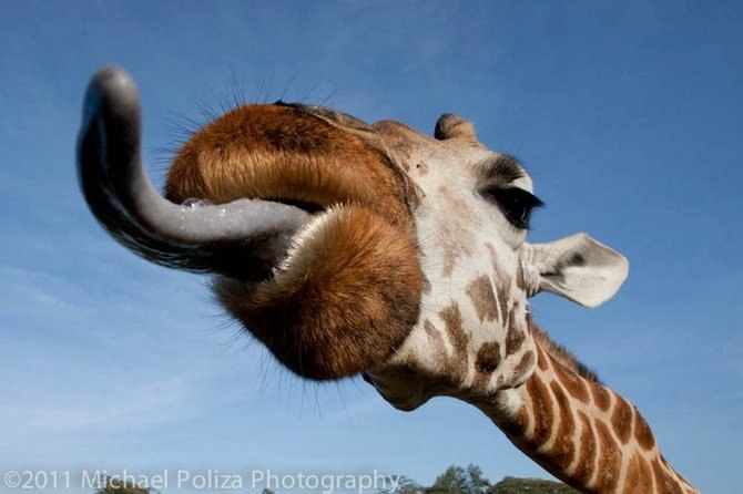 Антонина Коваленко | Кривой Рог