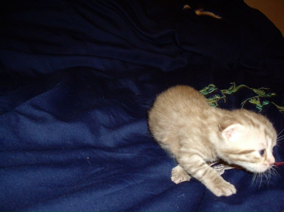 Александра Разинькова | Санкт-Петербург