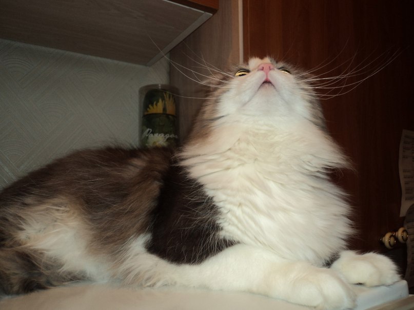 Зинаида Зосимова | Павловский Посад