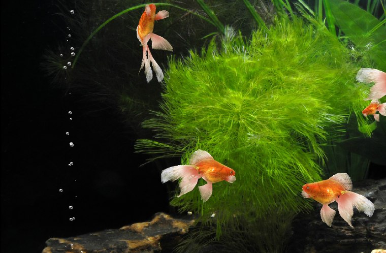 Александр Губанов | Тула