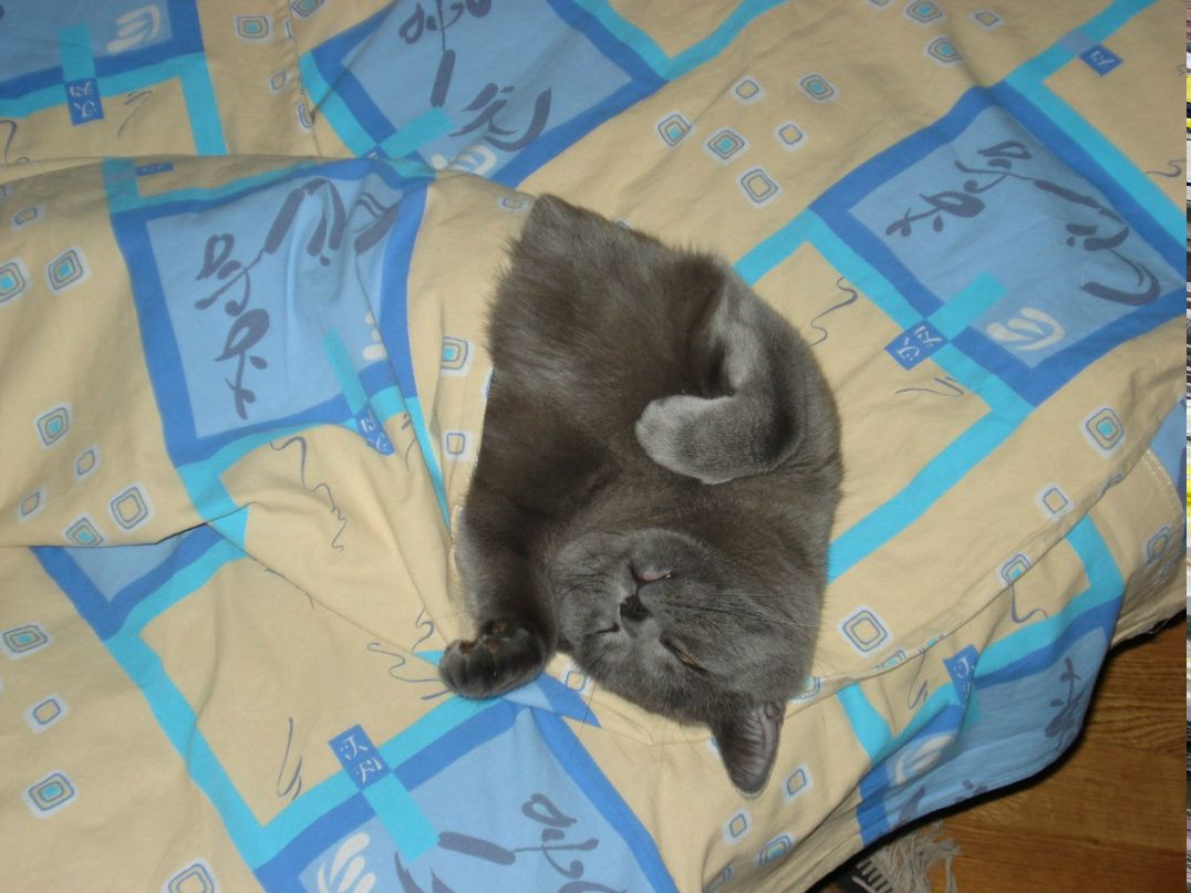 Дрюля Безруля | 