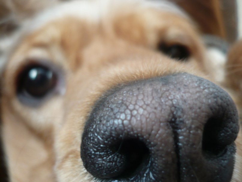 Николай Романов | Смоленск