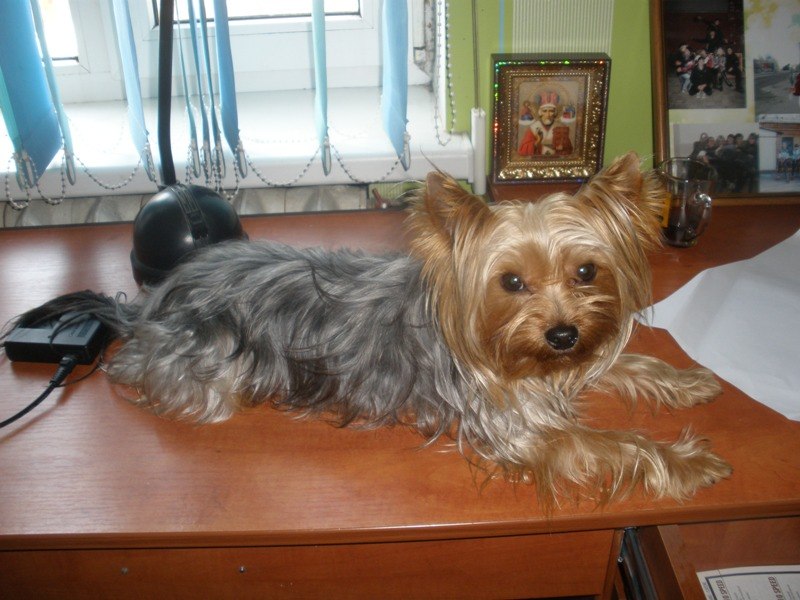 Коля Тарасов | Никополь