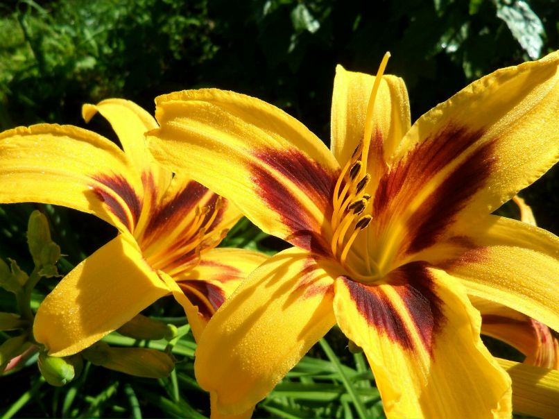 Наталия Власенко | Санкт-Петербург