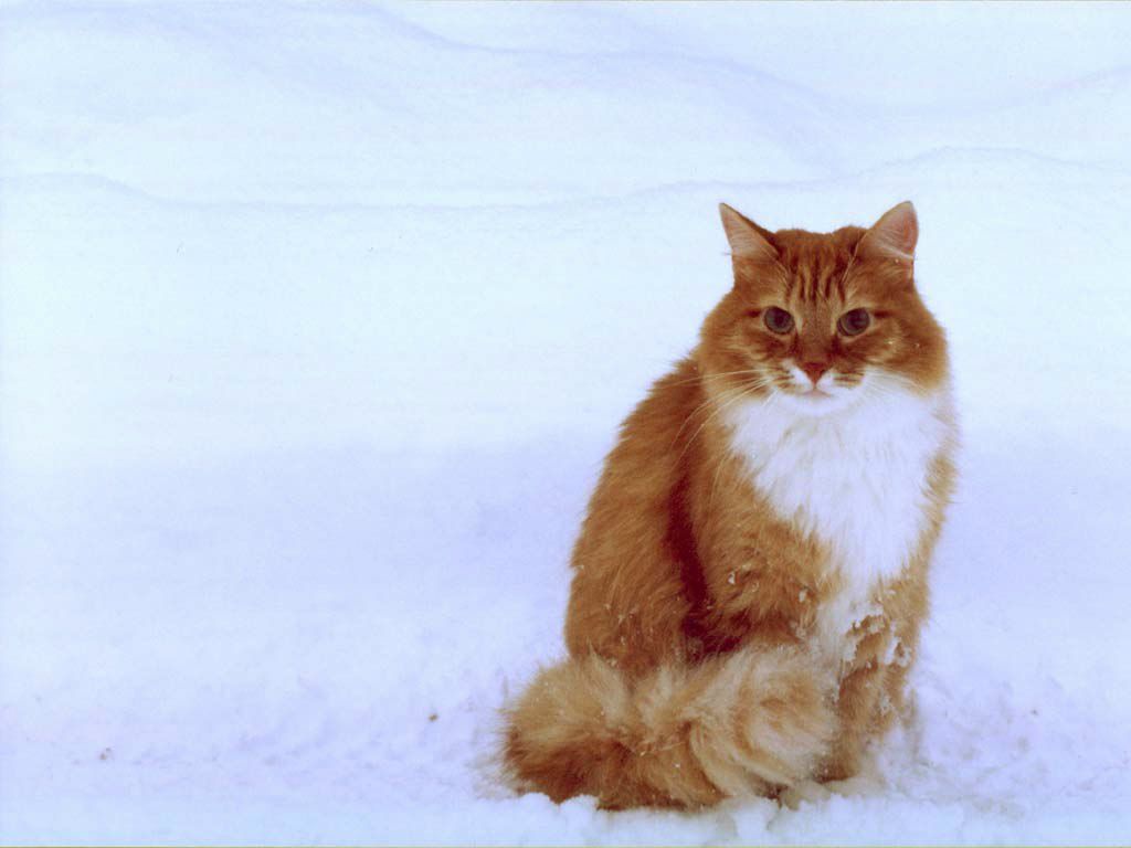 Полина Храмцовская | Санкт-Петербург