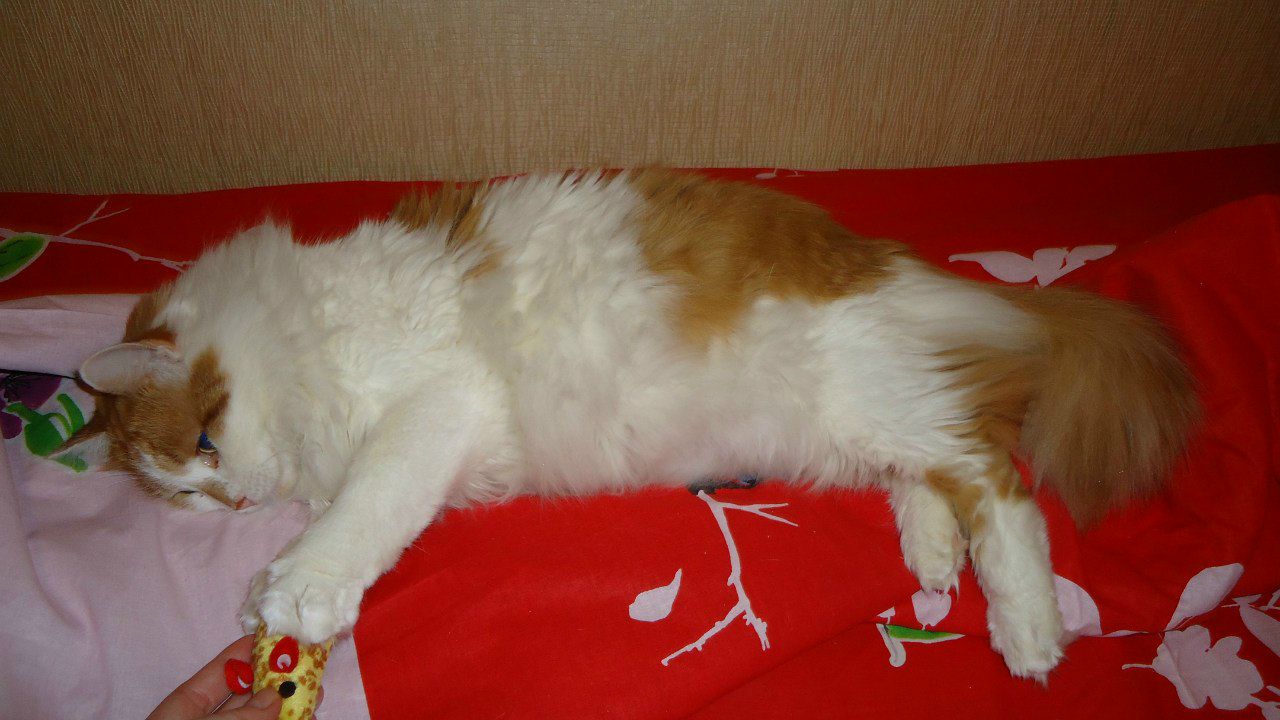 Лилия Гареева | 