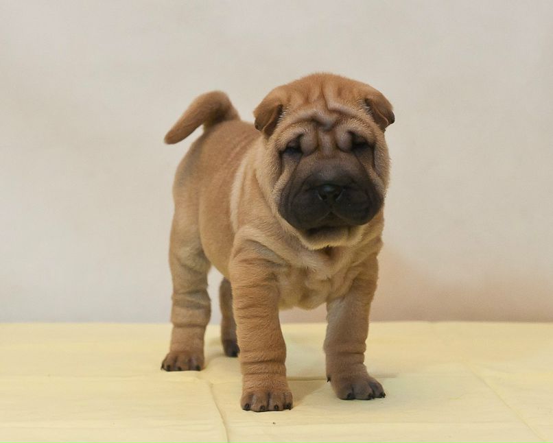 Светлана Царёва | Казань