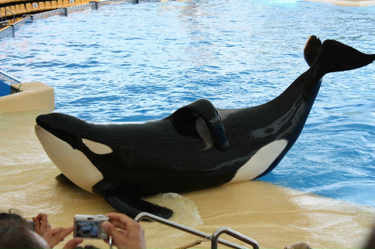 Ольга Бахтырева | Тюмень