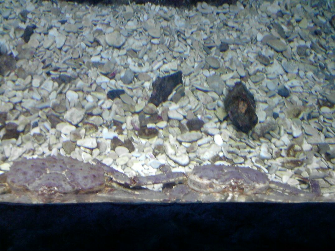 Мария Зебрина | Москва