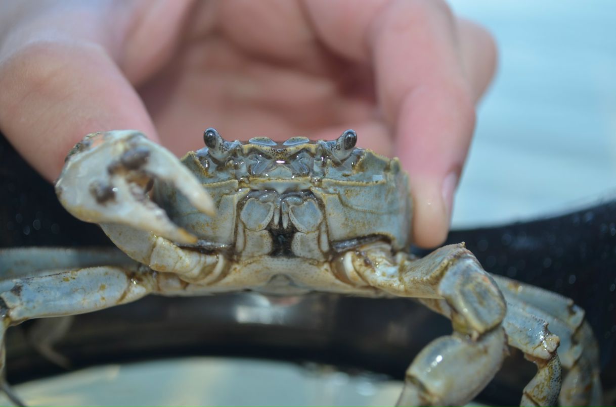 Виктория Критикова | Улан-Удэ