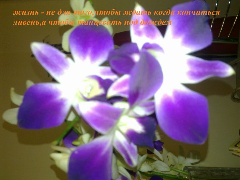 Ирина Седакова | Новосибирск