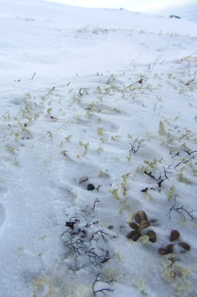 Арсений Петрик | Харьков